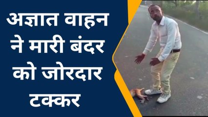 लखीमपुर खीरी: अज्ञात वाहन ने मारी बंदर को जोरदार टक्कर, गंभीर रूप से घायल