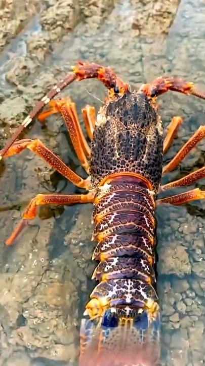Catching Seafood  Fish, Clam, Octopus, Crab, Shrimp (Fishing Videos) Satisfying cute girl sima