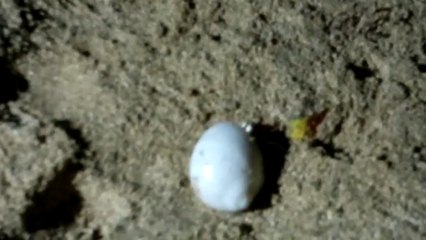 اغرب حيوانات في العالم 2022