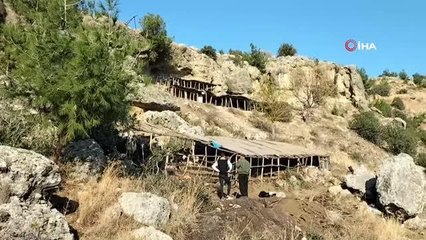 Ağıla giren sokak köpekleri, 9 hayvanı telef etti