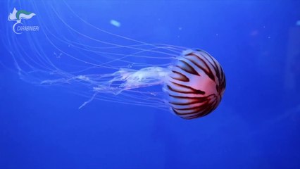 Presentata a Roma l'edizione 2023 del Calendario Cites