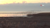 Beyşehir Gölü'nde sığırcıklardan görsel şölen