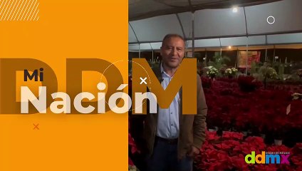 La cosecha de la flor de Nochebuena inicia en México con nuevas variedades