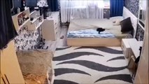 Quand ton chat refait le lit après que son bébé l'a défait...