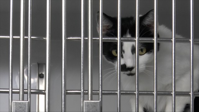 Cat owners across Kent having to give up pets as the cost of living crisis continues