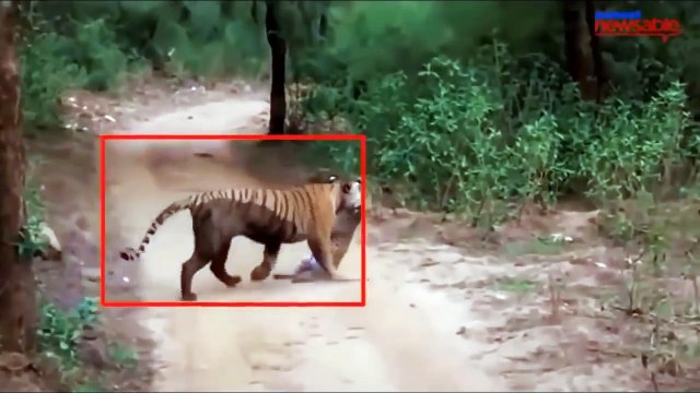 Duel 3 Tigers Vs Wild Boars Vs Crocodiles►Tiger Vs Black Bear ► Terrible... Tigers can attack humans