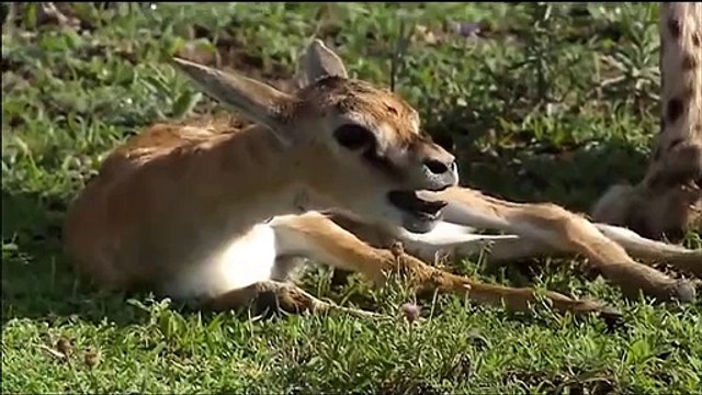 Elephant Saves Antelope From Leopard ► Mother Antelope Protects Her Baby From The Monkey King's Hunt