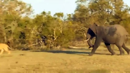 Great! The People Of Maasai Rush To Attack Cheetah And Lion To Rescue The Poor Deer