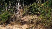Jaguar Hunts Crocodile ► Antelope Vs Wild Dog, Leopard, Lion Is An Amazing Battle In The Wild
