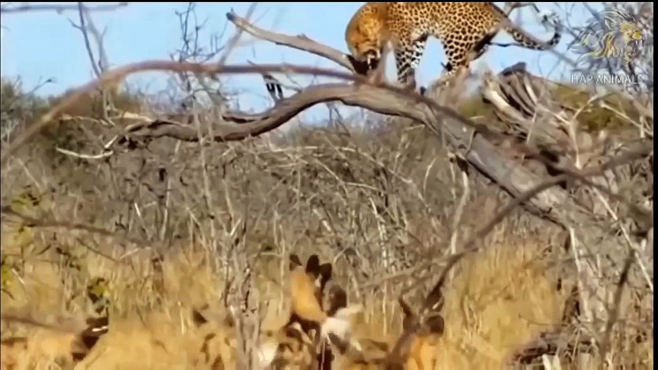 Leopard Hunts Antelope ►Lion Climbs A Tree To Get The Leopard's Wake ►Lion vs Antelope