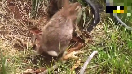 Leopard, The Most Agile And Predatory Big Cat ►Leopard vs Monkey, Warthog And Other Animals