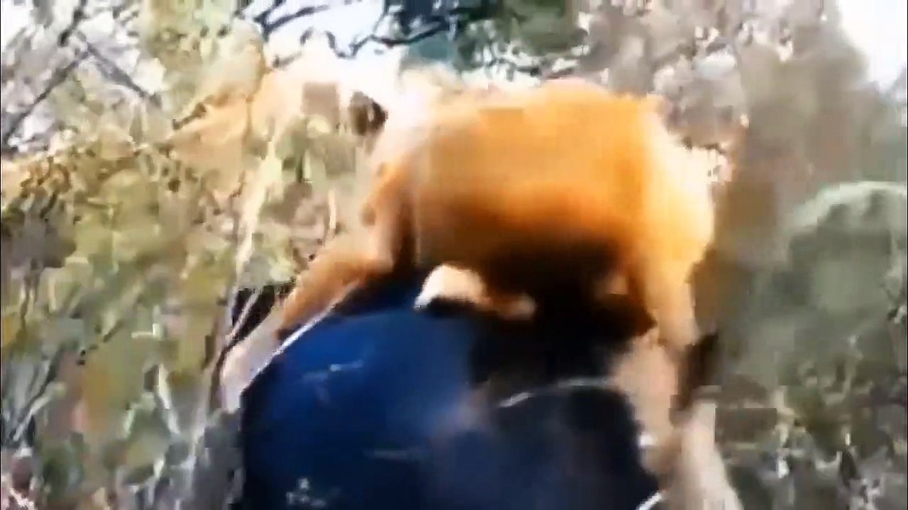 Lion Hunting Antelope Captured On Camera ►Wild Dogs vs Antelope►Buffalo, Giraffe, Elephant, Lion War