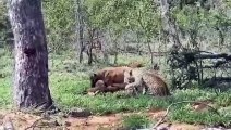 Lion Vs Hyena, Wild Dogs ►Mother Lion Sacrifices Herself To Save Her Cubs From A Pack Of Wild Dogs