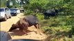 Mother Buffalo Destroy Jaguar ►Black Elephant Mother Fights To Protect Her Cubs From Lions