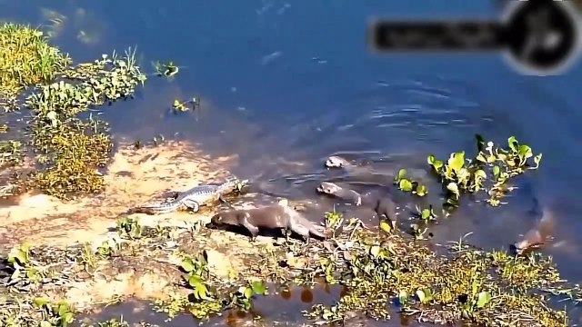 OMG ! Crocodiles At The Riverbank Are Stalking Lion, Leopard, Antelope, Python, Hippo When Hungry