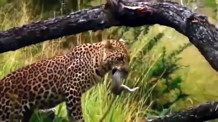 OMG! Leopard's Very Serious Wound ►► Was It Caused By The Buffalo Mother