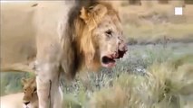 Rock Zebra Broke The Lion's Mouth ►  Lion Vs Buffalo, Zebra, Wild Dog, Giraffe