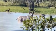 Spectacular Breakthrough Of Antelope Escape From The Lions