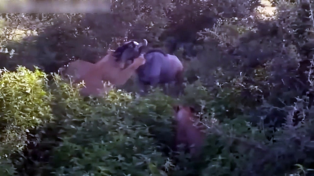 Strong Antelope Vs Lion ►Cheetah Died Tragically When Gazelle And Crocodile Caught Its Weak Point