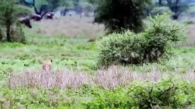 Strong wildebeest! Wildebeest Flings Cheetah To Save Baby ► Wildebeest Vs Lions, Wild Dogs, Hyenas