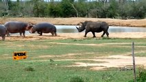 TERRIBLE POWER OF WIDE-MOUTHED HIPPO! ►Gnaw Lion, Crocodile, Knock Rhino, Wild Dogs, Hyena, Elephant
