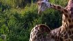 The Clumsy Lion Was Fatally Gored By A Wild Buffalo ►Battle of the Wild Elephant, Giraffe, Rhino ...