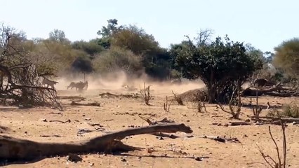 The Great War Between Buffalo Vs Lion Has Not Ended ► The Lion King Ran Away From Grizzly