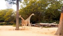 The Mother Giraffe Kicked And Broke The Head Of The Lion And The Rhino When She Intended To Approach