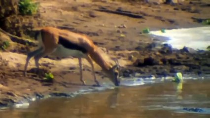 Unbelievable Scene ►When The Lion Wades Into The River To Meet A Predatory Crocodile ►Animals Attack
