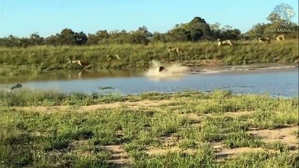 Wildebeest Tries To Escape From Pack Of Wild Dogs ► Wildebeest Vs Lion; Monkey, Crocodile ...