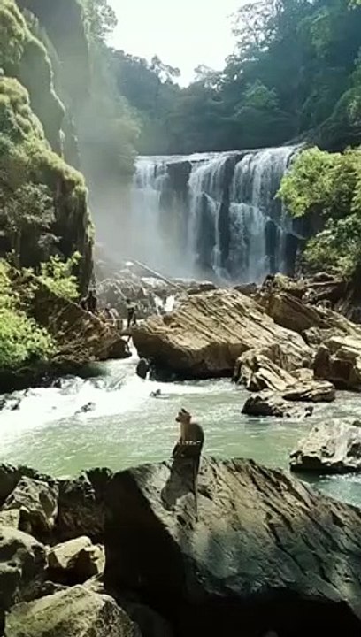 Sathoddi_Falls_is_a_waterfall_in_Uttara_Kannada__Amezing_Waterfall_#Sathoddifalls_#shorts_#zara