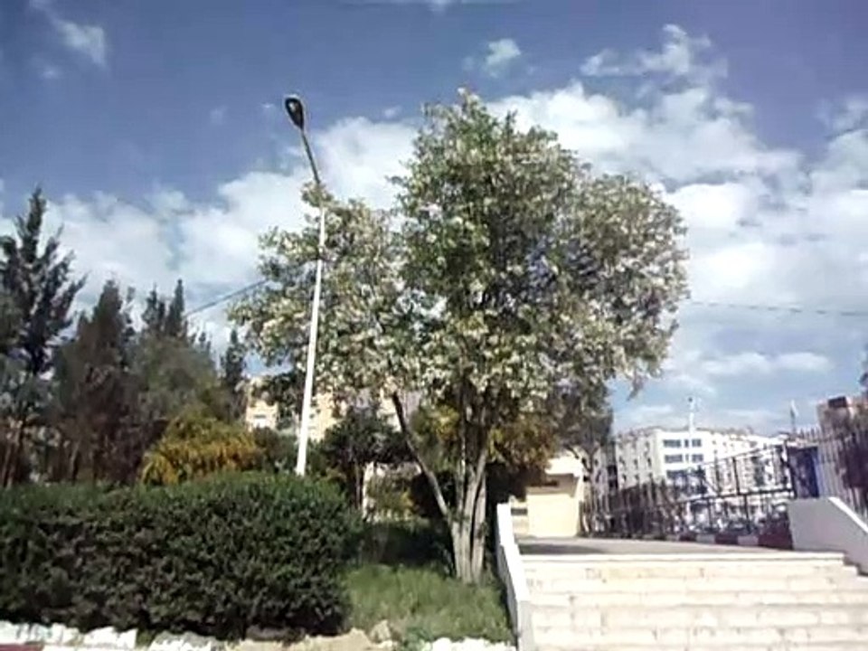acacia.الأكاسيا
