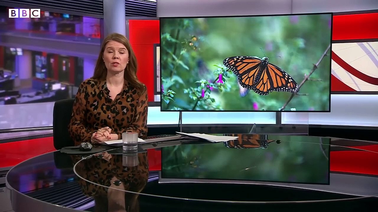 How the endangered monarch butterfly could be making a comeback in Mexico – BBC News