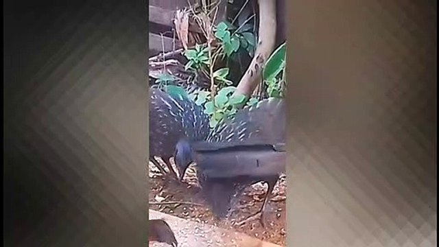 Jacu em busca de comida DIVERSÃO GARANTIDA