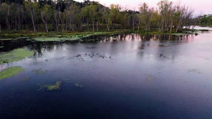 Download Video: Os cantos dos pássaros ao amanhecer são os mais bonitos do Brasil! ( Sound of Birds )