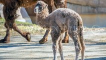 Did You Know? The Camel calves || RANDOM, AMAZING and INTERESTING FACTS AROUND THE WORLD