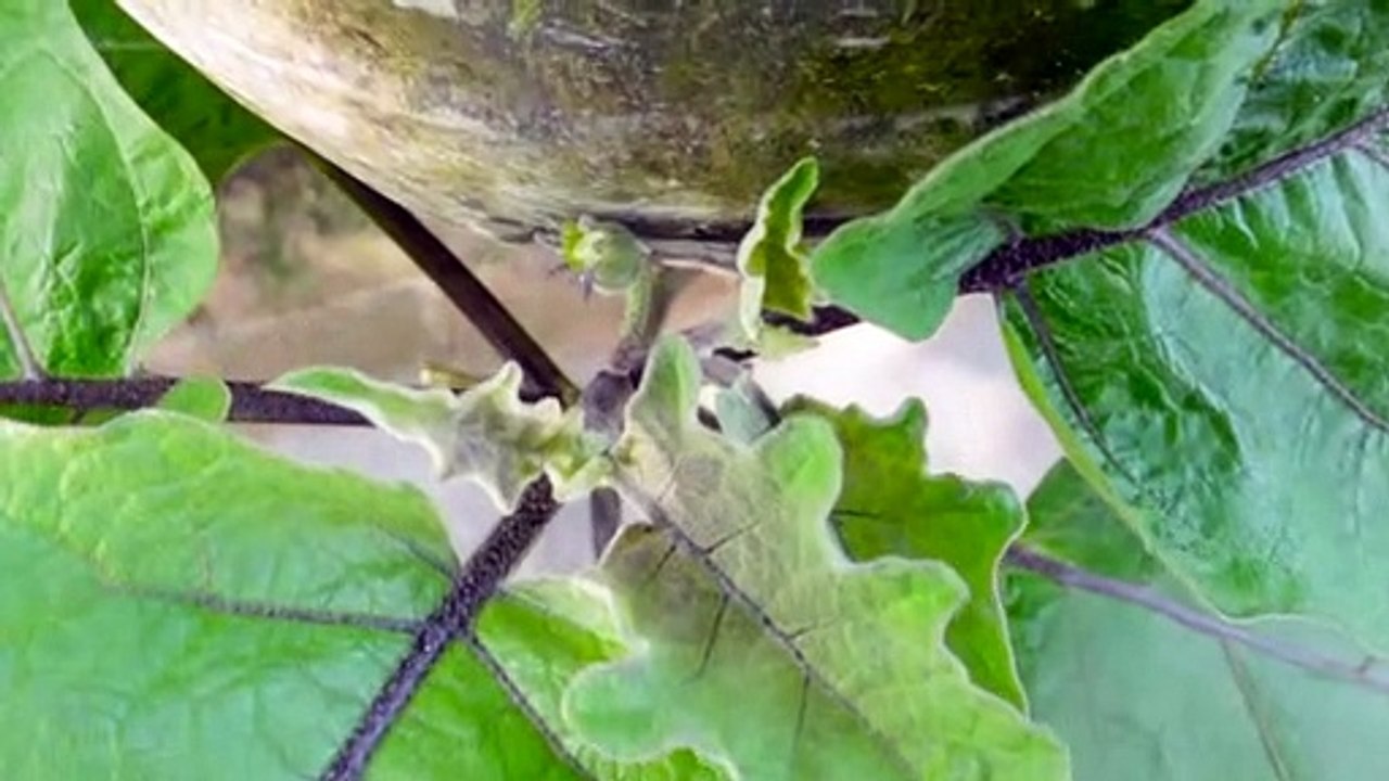 Grow a lot of fruitful, high-yield eggplant at home.