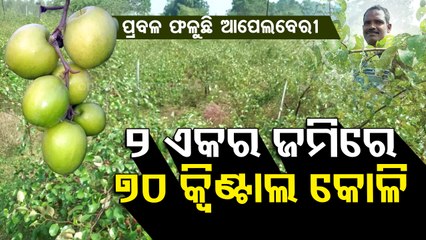 Special Story | Keonjhar farmer earns good profit after selling Thailand apple berry
