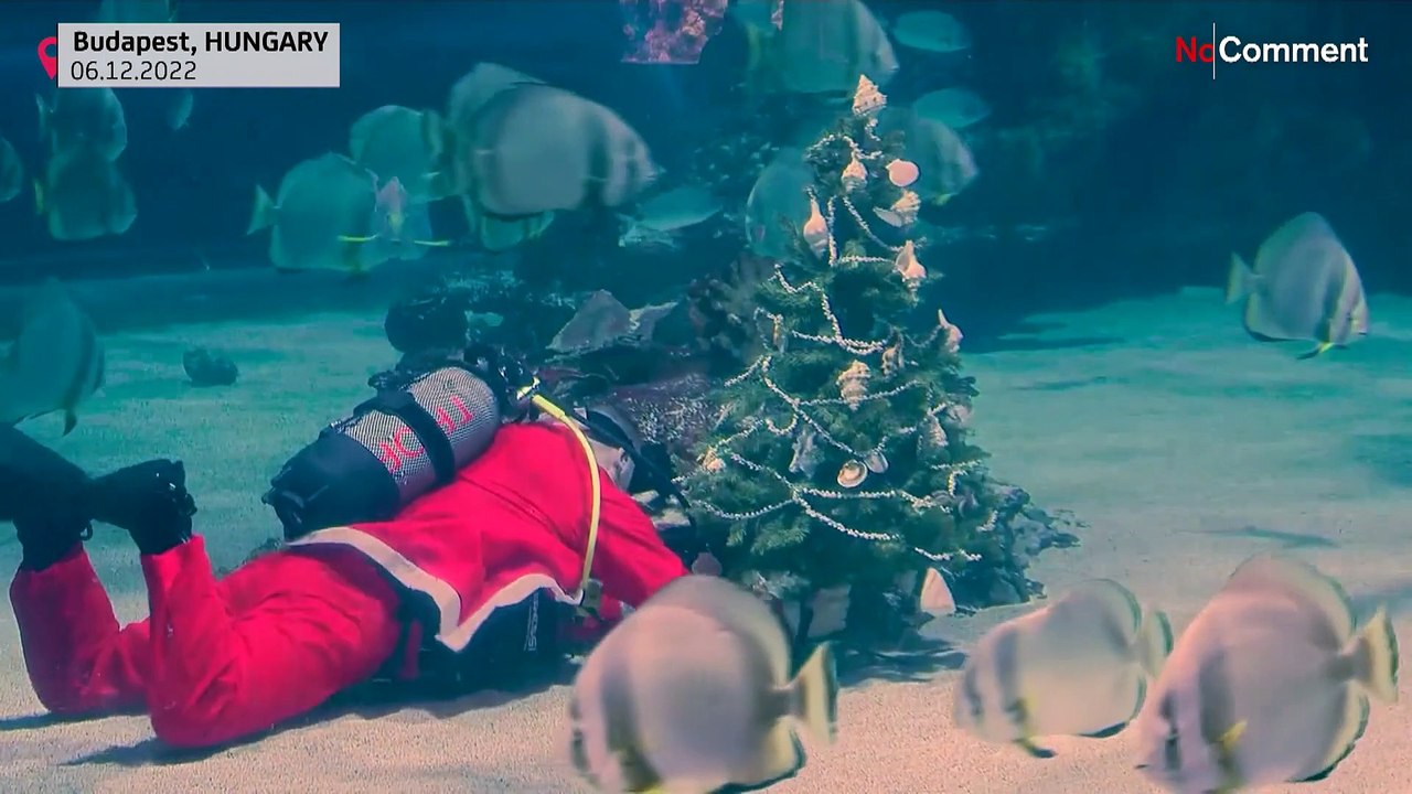Eine schöne Bescherung: Santa schnorchelt im Haifischbecken