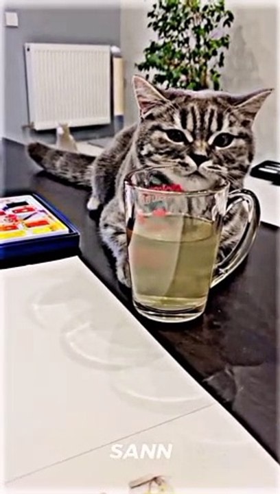 Cute Cat