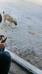 The puppies take the other puppies' bread rations, then put them in his place