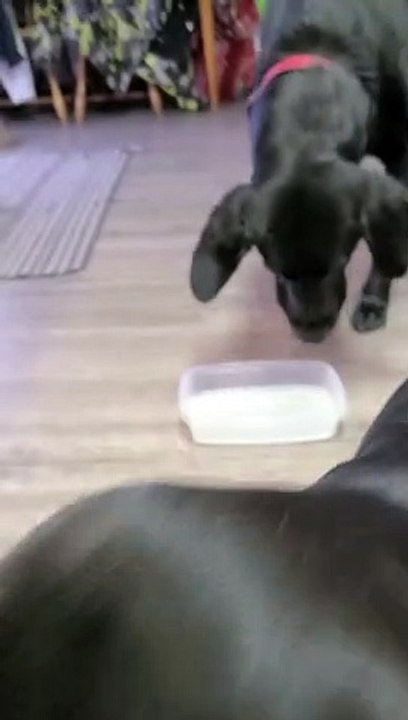 That One Time I Gave the Dogs Sparkling Water