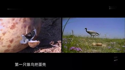 In the hot summer, the black-necked cranes finally hatched their babies and traveled with Tour_360p