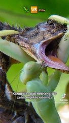 Peygamber Devesi& Kertenkele