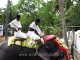 Elephant riders in white loin cloth lungis, Kochi