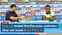 Stray cat invaded Brazilian press conference Stray cats invade Brazil Press co | The Nation