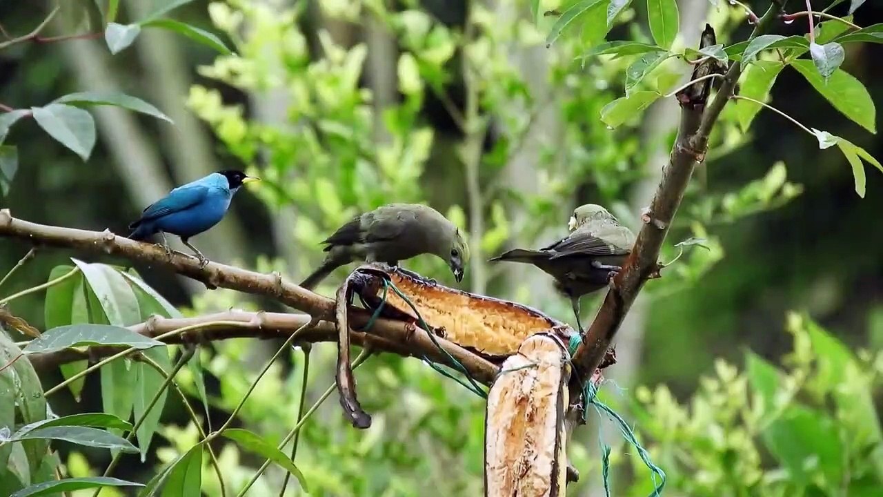 पक्षी पेड़ पर सोते है पर गिरते क्यों नहीं | आखिर क्या है इसके पीछे का Logic | Facts About Birds