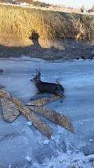Guys Save Buck High Centered on Ice