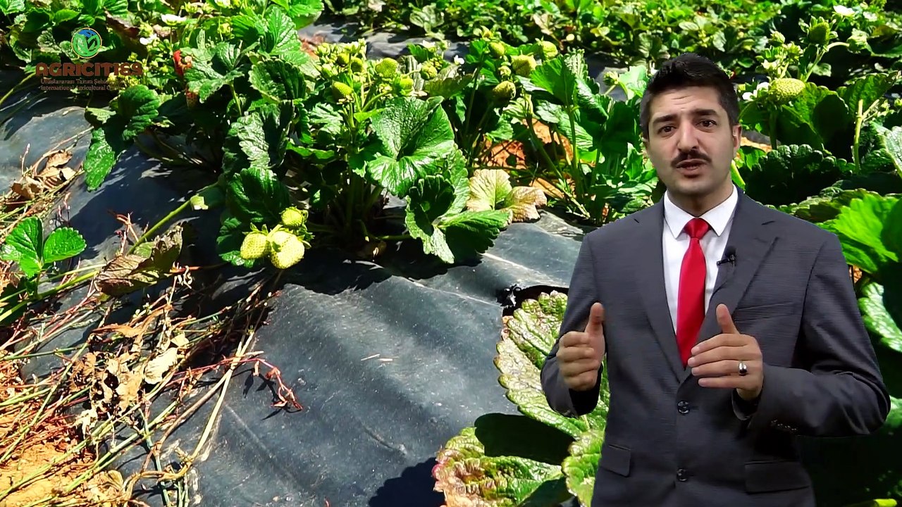 Ekonomik getirisiyle dikkat çeken Çilek Yetiştiriciliği