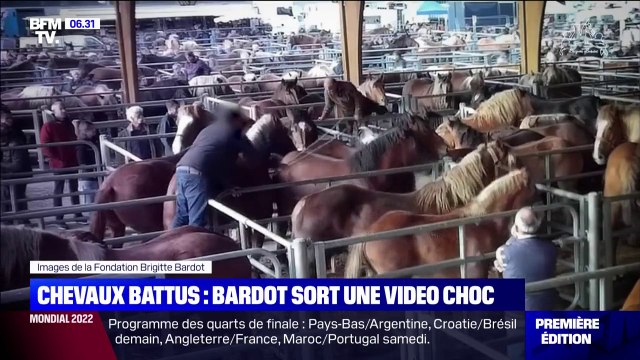 Une sauvagerie : la Fondation de Brigitte Bardot publie une vidéo montrant des chevaux maltraités à la Foire de Maurs